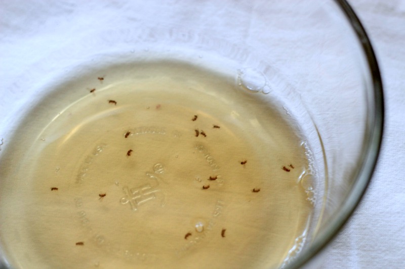 Natural Fruit Fly Trap Diy Recipe