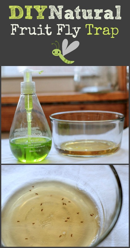 natural-fruit-fly-trap-diy-recipe