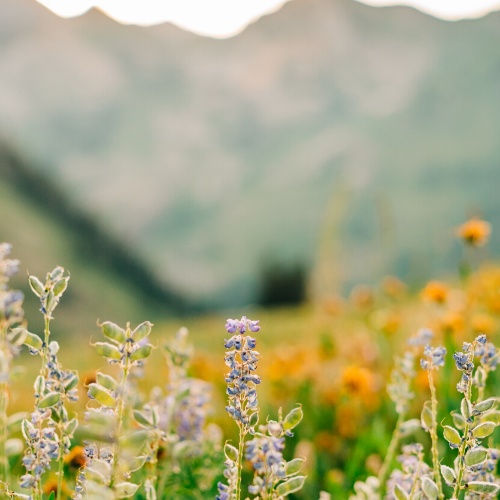 How to Make a Bread Poultice