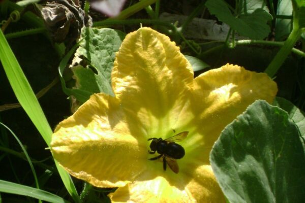 Carpenter Bee in Squash Bloom