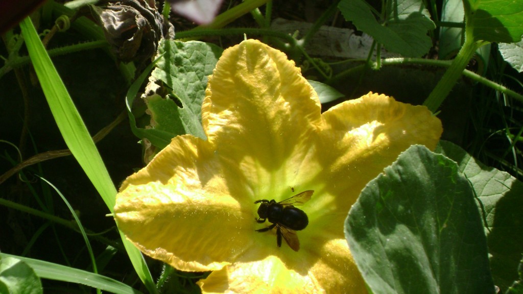 Carpenter Bee in Squash Bloom