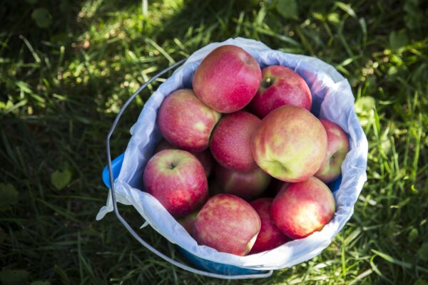 Apple picking fall bucket list for couples