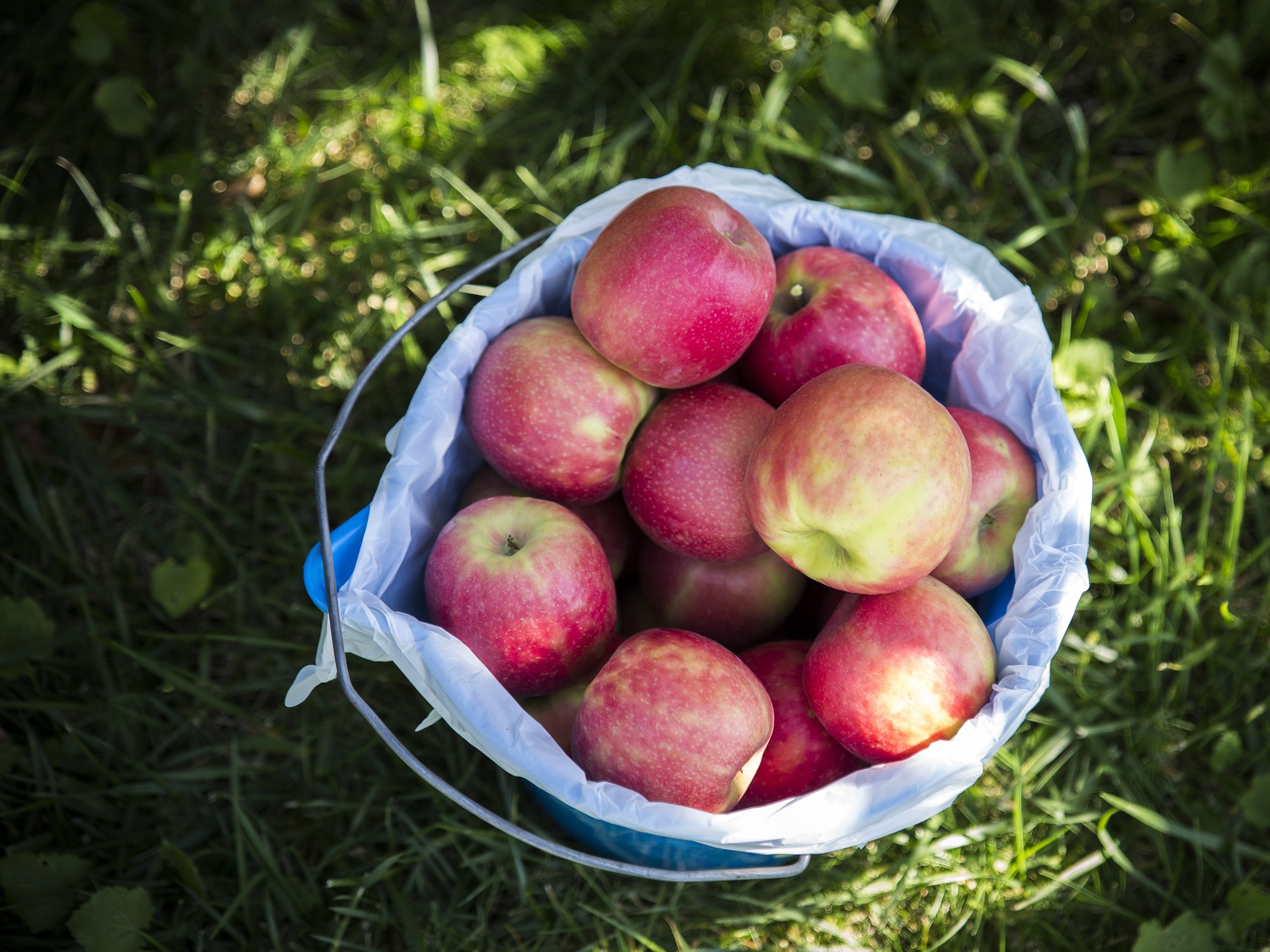 Apple picking fall bucket list for couples