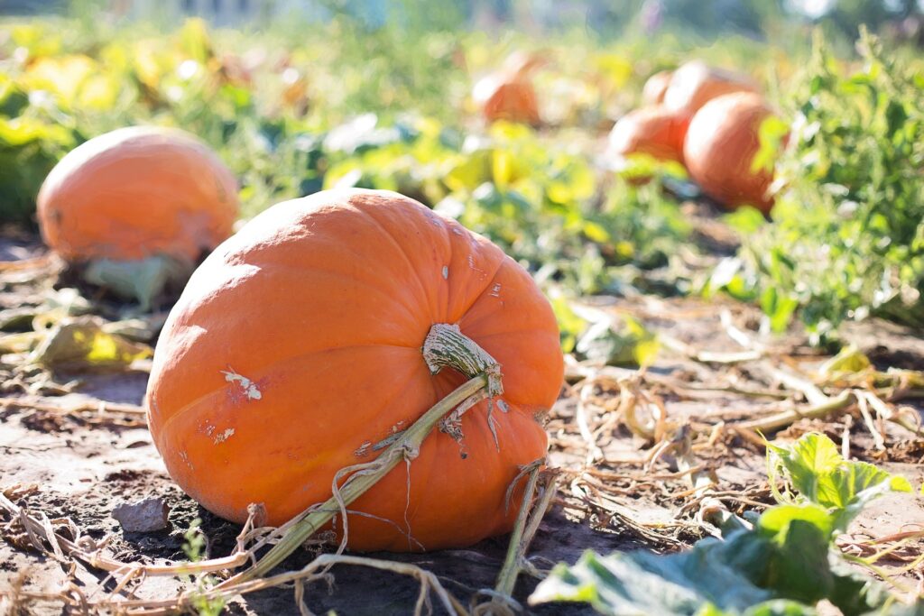 visit a pumpkin patch fall bucket list for couples