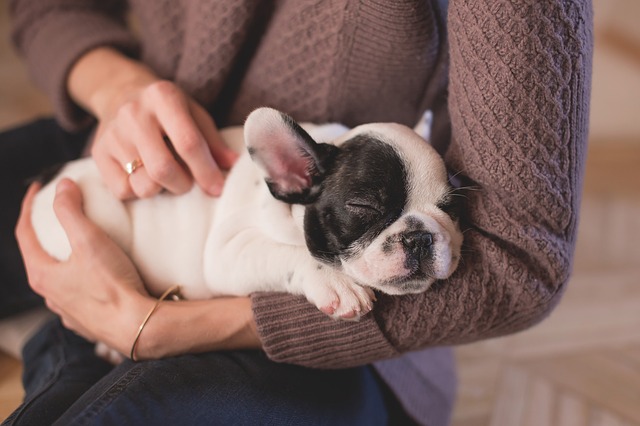 The Health Benefits Of A Family Pet
