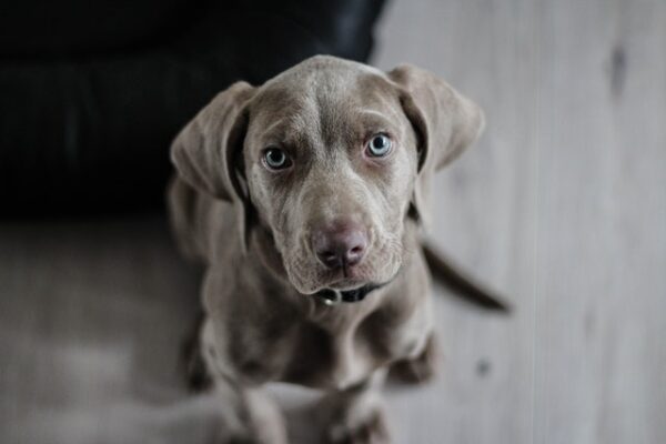 What Do You Need To Think About Before Getting A Dog?